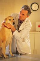 Ветеринарная помощь как часть кинологии