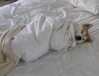 Почему собака рвет постельное белье?